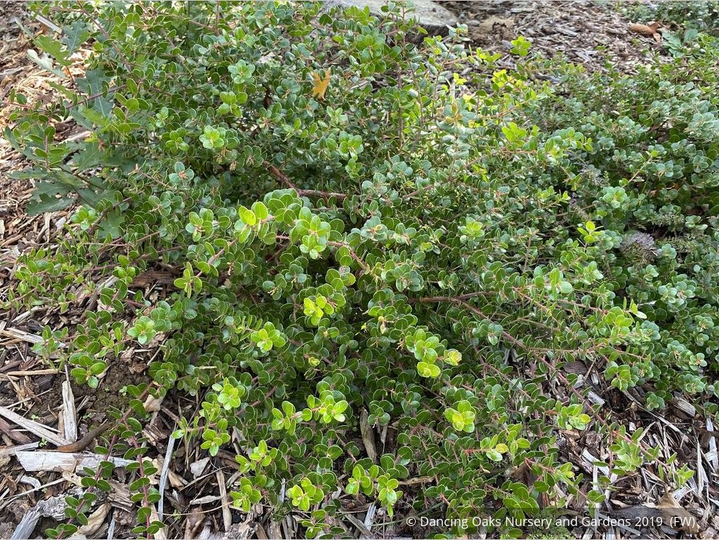 Shrubs ~ Arctostaphylos nummularia [select form], Glossy Leaf Manzanita ~ Dancing Oaks Nursery and Gardens ~ Retail Nursery ~ Mail Order Nursery
