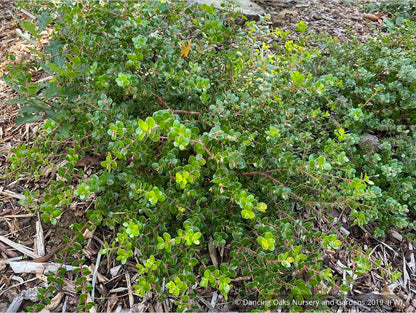 Shrubs ~ Arctostaphylos nummularia [select form], Glossy Leaf Manzanita ~ Dancing Oaks Nursery and Gardens ~ Retail Nursery ~ Mail Order Nursery