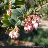 Shrubs ~ Arctostaphylos pajaroensis 'Myrtle Wolf', Pajaro Manzanita ~ Dancing Oaks Nursery and Gardens ~ Retail Nursery ~ Mail Order Nursery