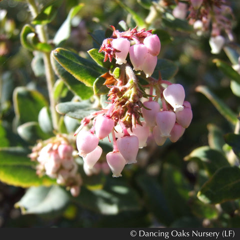 Shrubs ~ Arctostaphylos pajaroensis 'Myrtle Wolf', Pajaro Manzanita ~ Dancing Oaks Nursery and Gardens ~ Retail Nursery ~ Mail Order Nursery