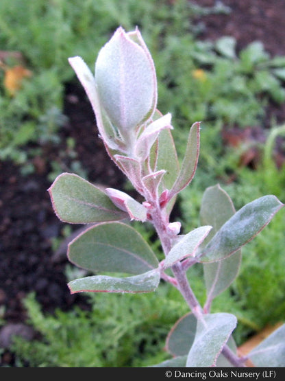 Shrubs ~ Arctostaphylos silvicola 'Ghostly', Santa Cruz Manzanita ~ Dancing Oaks Nursery and Gardens ~ Retail Nursery ~ Mail Order Nursery