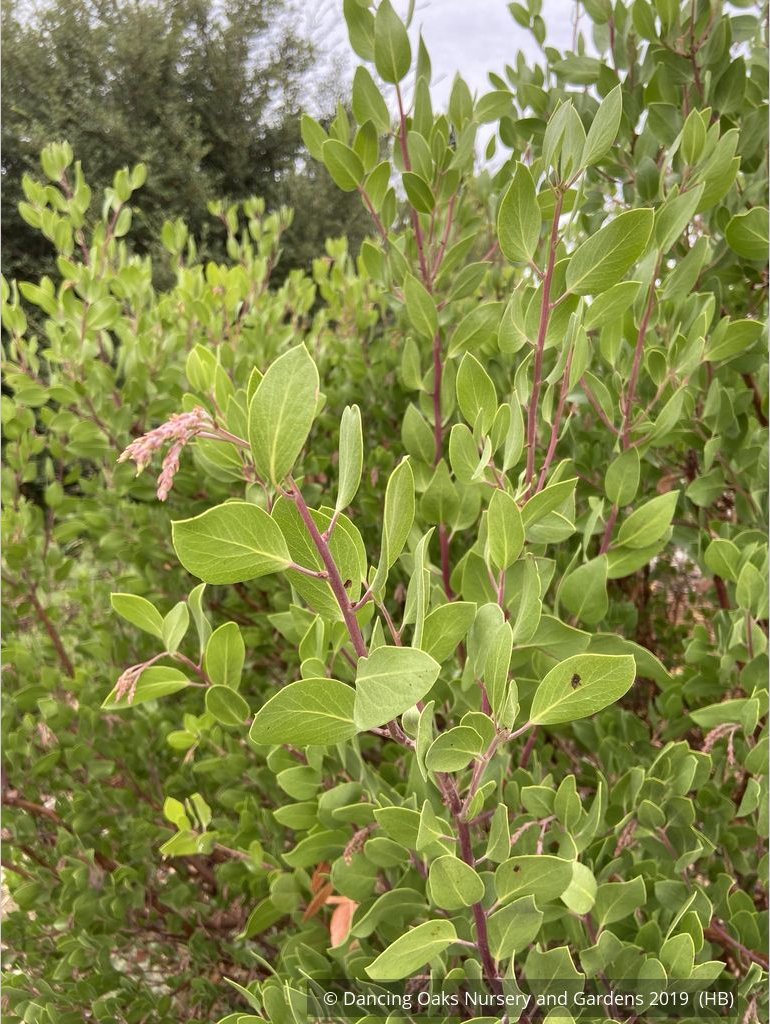 Shrubs ~ Arctostaphylos manzanita 'Upstanding', Common Manzanita ~ Dancing Oaks Nursery and Gardens ~ Retail Nursery ~ Mail Order Nursery