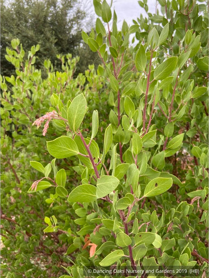 Shrubs ~ Arctostaphylos manzanita 'Upstanding', Common Manzanita ~ Dancing Oaks Nursery and Gardens ~ Retail Nursery ~ Mail Order Nursery