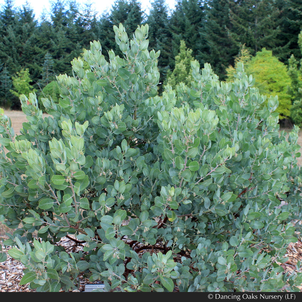 Shrubs ~ Arctostaphylos columbiana 'Windy Point' (FLN12), Hairy Manzanita ~ Dancing Oaks Nursery and Gardens ~ Retail Nursery ~ Mail Order Nursery