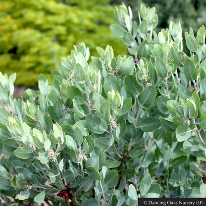 Shrubs ~ Arctostaphylos columbiana 'Windy Point' (FLN12), Hairy Manzanita ~ Dancing Oaks Nursery and Gardens ~ Retail Nursery ~ Mail Order Nursery