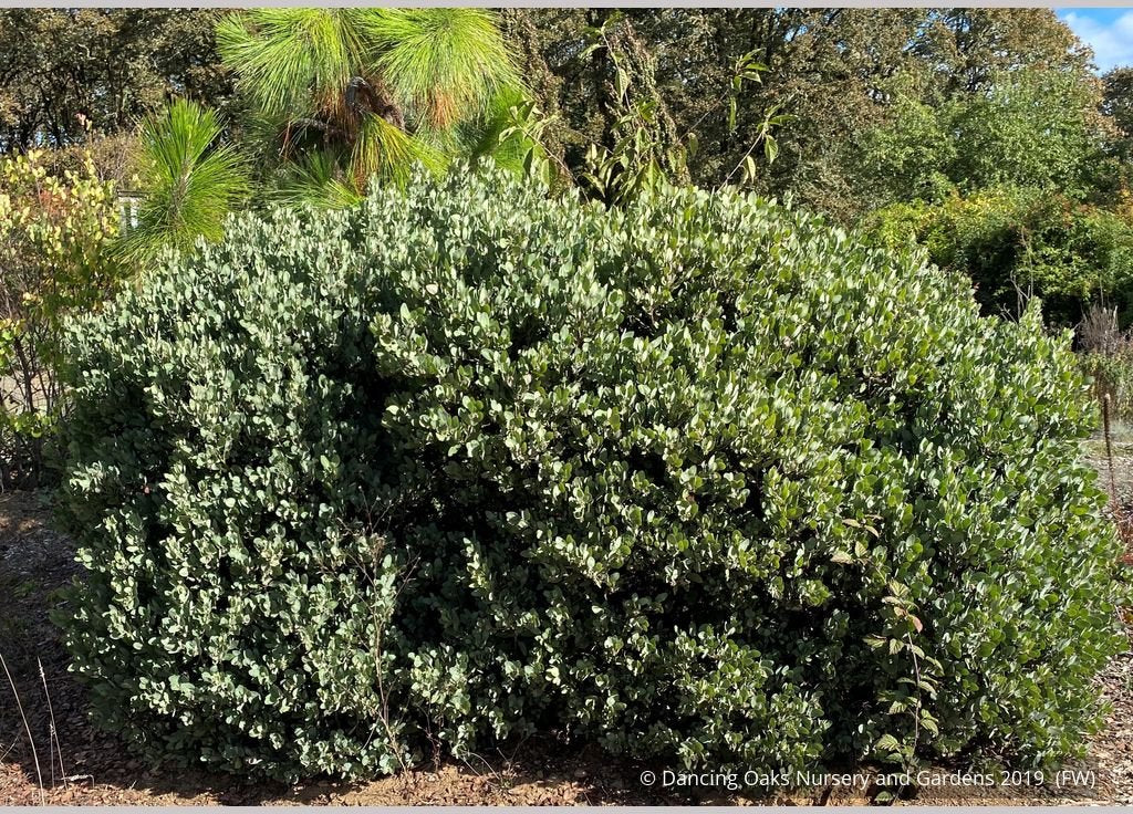 Shrubs ~ Arctostaphylos columbiana 'Windy Point' (FLN12), Hairy Manzanita ~ Dancing Oaks Nursery and Gardens ~ Retail Nursery ~ Mail Order Nursery