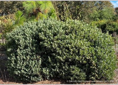 Shrubs ~ Arctostaphylos columbiana 'Windy Point' (FLN12), Hairy Manzanita ~ Dancing Oaks Nursery and Gardens ~ Retail Nursery ~ Mail Order Nursery