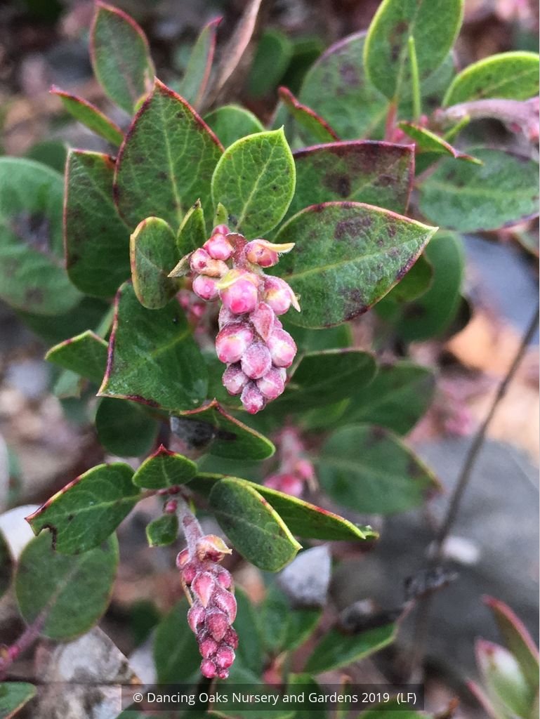 Shrubs ~ Arctostaphylos x 'Greensphere', Manzanita ~ Dancing Oaks Nursery and Gardens ~ Retail Nursery ~ Mail Order Nursery
