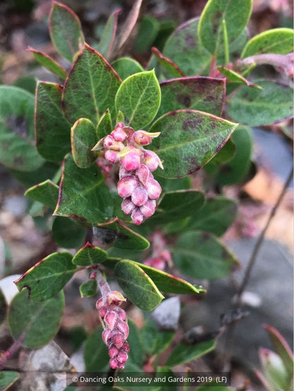 Shrubs ~ Arctostaphylos x 'Greensphere', Manzanita ~ Dancing Oaks Nursery and Gardens ~ Retail Nursery ~ Mail Order Nursery