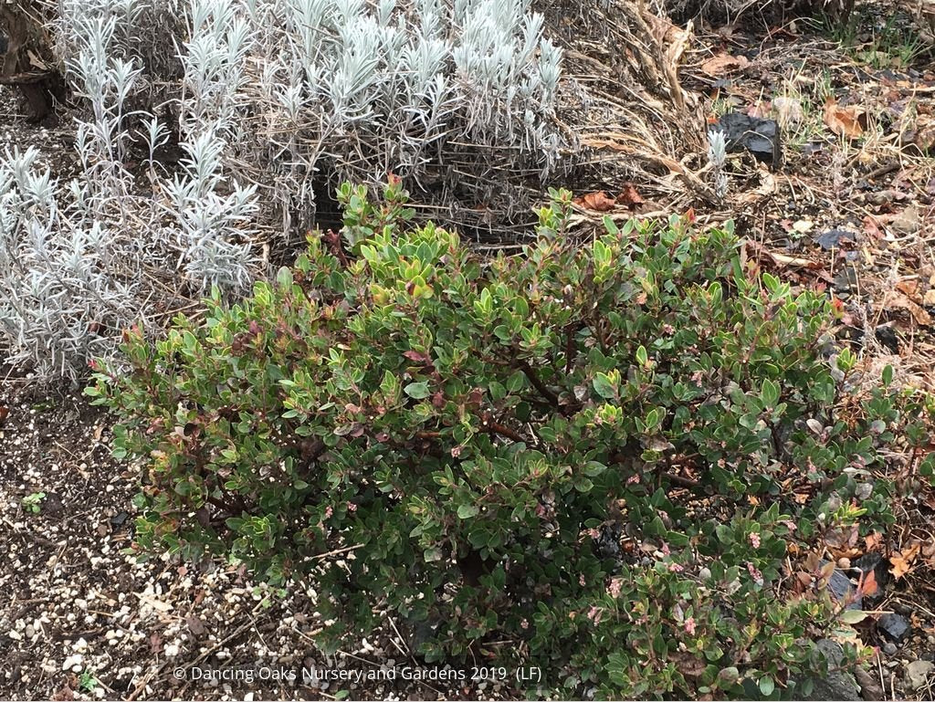 Shrubs ~ Arctostaphylos x 'Greensphere', Manzanita ~ Dancing Oaks Nursery and Gardens ~ Retail Nursery ~ Mail Order Nursery
