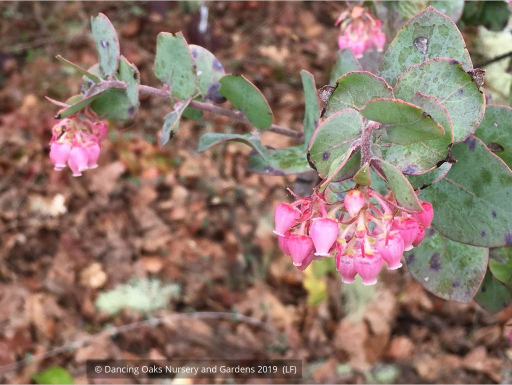 Shrubs ~ Arctostaphylos pajaroensis 'Warren Roberts', Manzanita ~ Dancing Oaks Nursery and Gardens ~ Retail Nursery ~ Mail Order Nursery