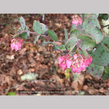 Shrubs ~ Arctostaphylos pajaroensis 'Warren Roberts', Manzanita ~ Dancing Oaks Nursery and Gardens ~ Retail Nursery ~ Mail Order Nursery
