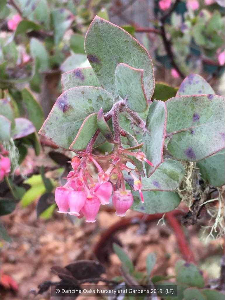 Shrubs ~ Arctostaphylos pajaroensis 'Warren Roberts', Manzanita ~ Dancing Oaks Nursery and Gardens ~ Retail Nursery ~ Mail Order Nursery