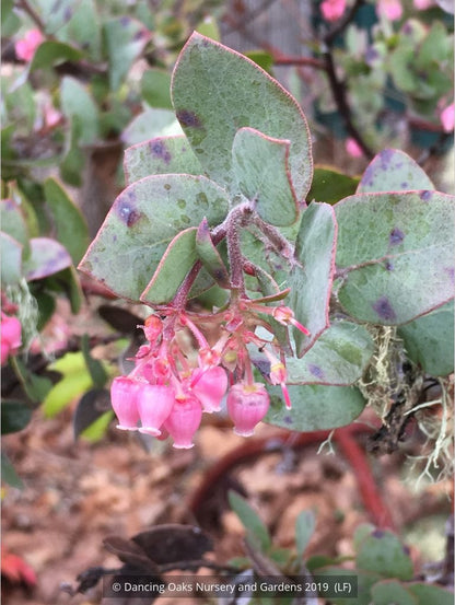 Shrubs ~ Arctostaphylos pajaroensis 'Warren Roberts', Manzanita ~ Dancing Oaks Nursery and Gardens ~ Retail Nursery ~ Mail Order Nursery