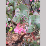 Shrubs ~ Arctostaphylos pajaroensis 'Warren Roberts', Manzanita ~ Dancing Oaks Nursery and Gardens ~ Retail Nursery ~ Mail Order Nursery