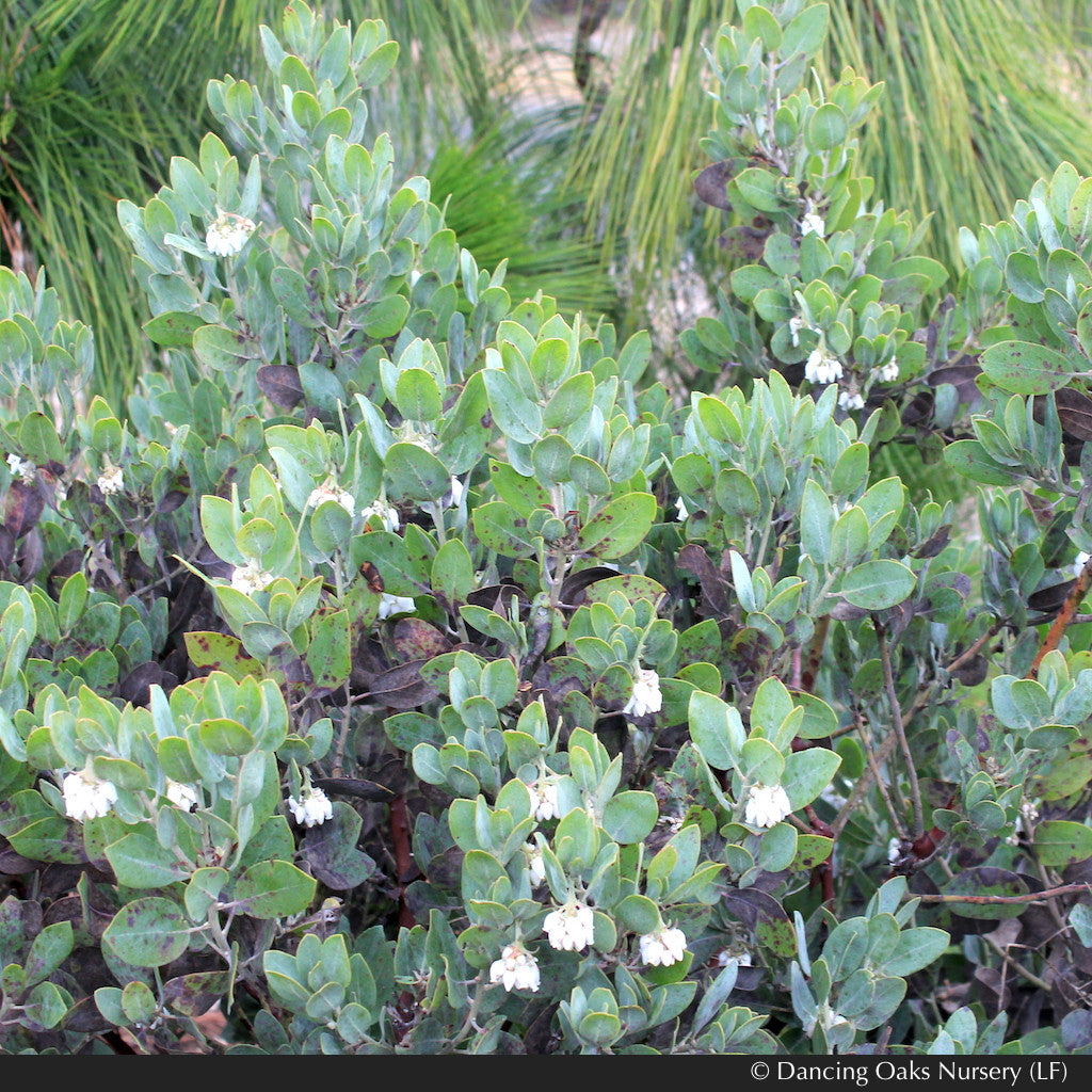 Shrubs ~ Arctostaphylos columbiana 'Windy Point' (FLN12), Hairy Manzanita ~ Dancing Oaks Nursery and Gardens ~ Retail Nursery ~ Mail Order Nursery