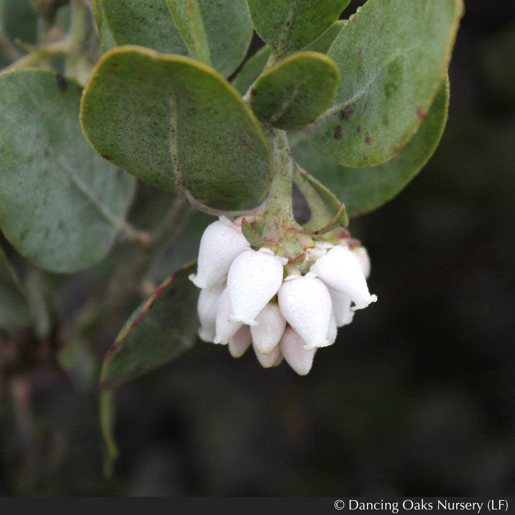 Shrubs ~ Arctostaphylos columbiana 'Windy Point' (FLN12), Hairy Manzanita ~ Dancing Oaks Nursery and Gardens ~ Retail Nursery ~ Mail Order Nursery