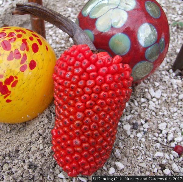 Bulbs & Tubers ~ Arisaema consanguineum, Himalayan Cobra Lily ~ Dancing Oaks Nursery and Gardens ~ Retail Nursery ~ Mail Order Nursery