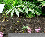 Bulbs & Tubers ~ Arisaema consanguineum, Himalayan Cobra Lily ~ Dancing Oaks Nursery and Gardens ~ Retail Nursery ~ Mail Order Nursery
