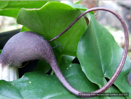 Bulbs & Tubers ~ Arisarum proboscideum, Mouse Tails ~ Dancing Oaks Nursery and Gardens ~ Retail Nursery ~ Mail Order Nursery