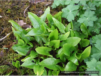 Bulbs & Tubers ~ Arisarum proboscideum, Mouse Tails ~ Dancing Oaks Nursery and Gardens ~ Retail Nursery ~ Mail Order Nursery