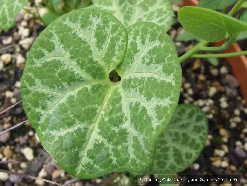 Perennials ~ Aristolochia fimbriata, White-veined Dutchman's Pipe, Fringed Aristolochia ~ Dancing Oaks Nursery and Gardens ~ Retail Nursery ~ Mail Order Nursery