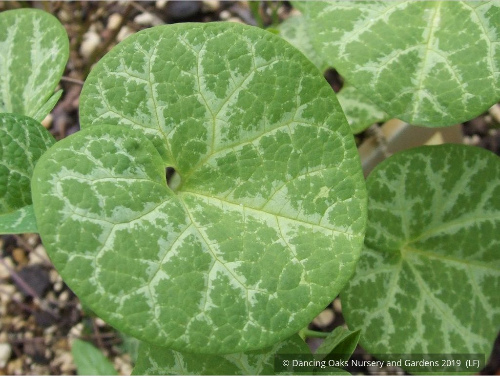 Perennials ~ Aristolochia fimbriata, White-veined Dutchman's Pipe, Fringed Aristolochia ~ Dancing Oaks Nursery and Gardens ~ Retail Nursery ~ Mail Order Nursery