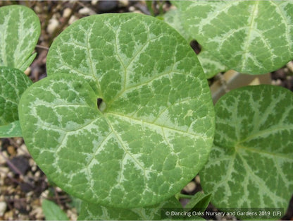 Perennials ~ Aristolochia fimbriata, White-veined Dutchman's Pipe, Fringed Aristolochia ~ Dancing Oaks Nursery and Gardens ~ Retail Nursery ~ Mail Order Nursery