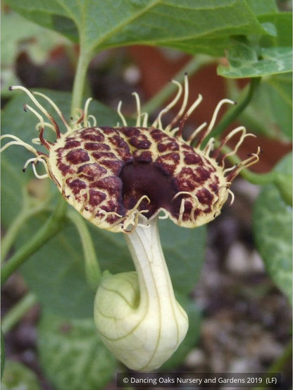 Perennials ~ Aristolochia fimbriata, White-veined Dutchman's Pipe, Fringed Aristolochia ~ Dancing Oaks Nursery and Gardens ~ Retail Nursery ~ Mail Order Nursery