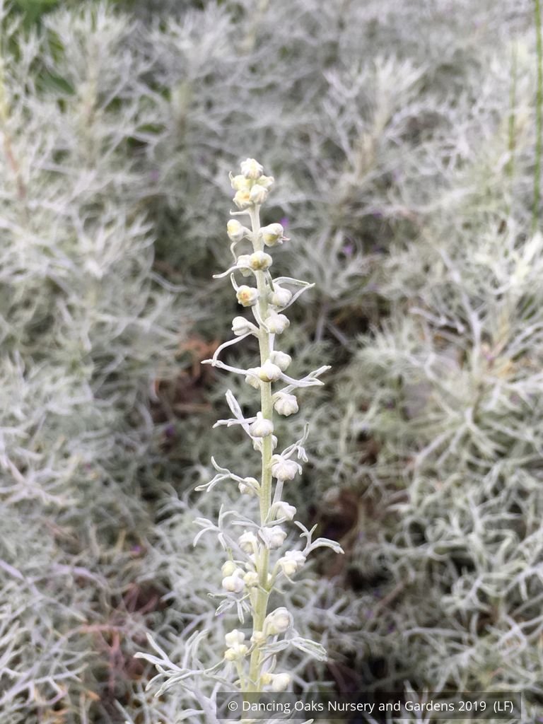 Perennials ~ Artemisia alba 'Canascens' (syn A. splendens), Wormwood ~ Dancing Oaks Nursery and Gardens ~ Retail Nursery ~ Mail Order Nursery