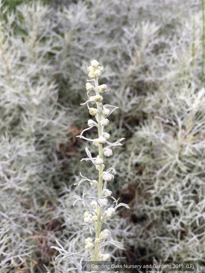 Perennials ~ Artemisia alba 'Canascens' (syn A. splendens), Wormwood ~ Dancing Oaks Nursery and Gardens ~ Retail Nursery ~ Mail Order Nursery