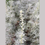 Perennials ~ Artemisia alba 'Canascens' (syn A. splendens), Wormwood ~ Dancing Oaks Nursery and Gardens ~ Retail Nursery ~ Mail Order Nursery