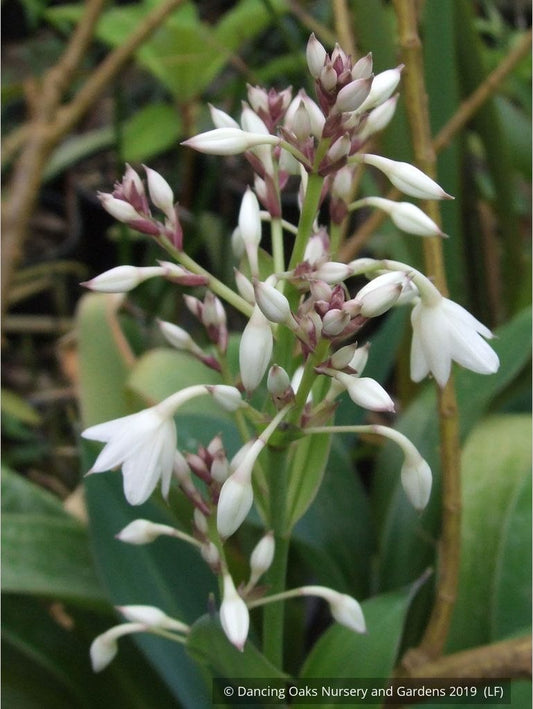 Perennials ~ Arthropodium cirratum, Renga Lily, New Zealand Rock Lily ~ Dancing Oaks Nursery and Gardens ~ Retail Nursery ~ Mail Order Nursery