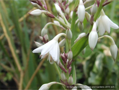 Perennials ~ Arthropodium cirratum, Renga Lily, New Zealand Rock Lily ~ Dancing Oaks Nursery and Gardens ~ Retail Nursery ~ Mail Order Nursery