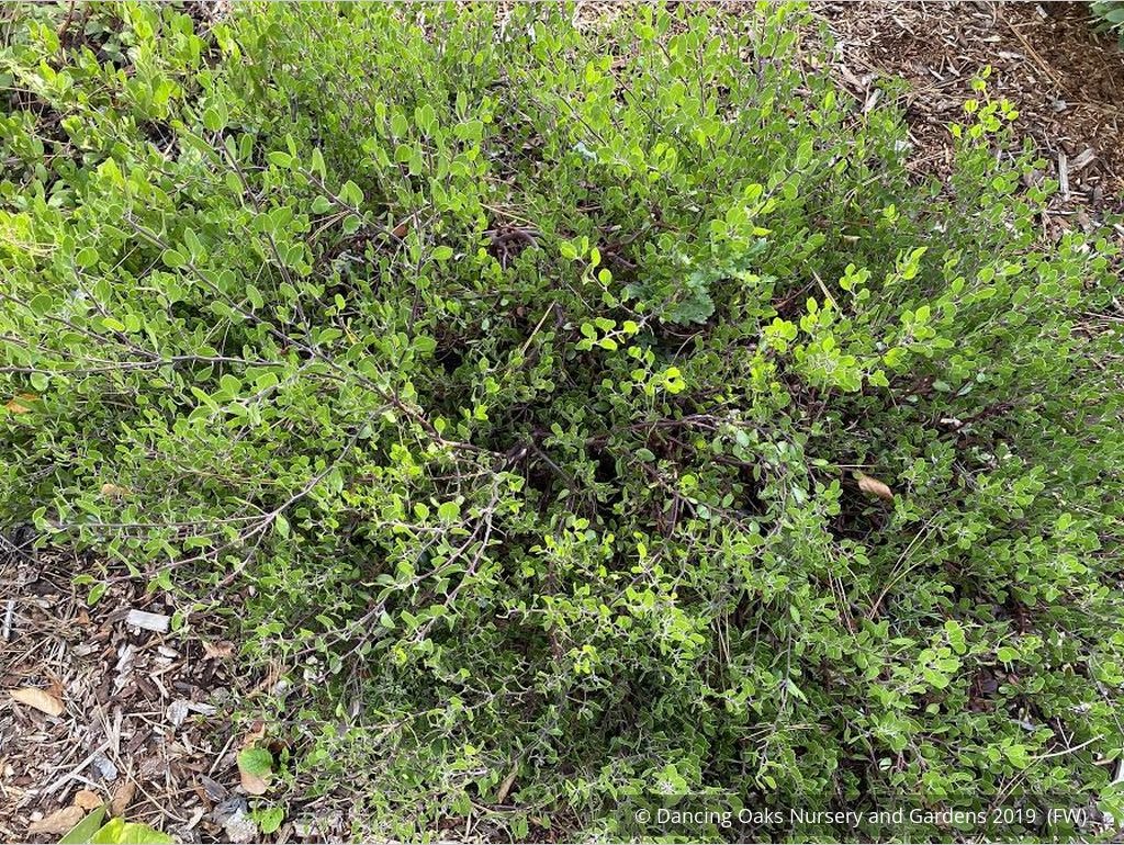 Shrubs ~ Arctostaphylos hookeri 'Wayside', Manzanita ~ Dancing Oaks Nursery and Gardens ~ Retail Nursery ~ Mail Order Nursery