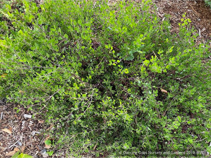 Shrubs ~ Arctostaphylos hookeri 'Wayside', Manzanita ~ Dancing Oaks Nursery and Gardens ~ Retail Nursery ~ Mail Order Nursery