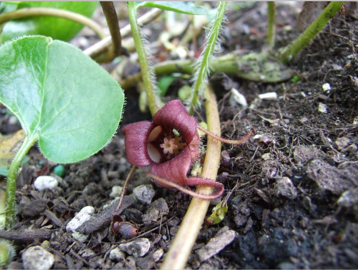 Perennials ~ Asarum caudatum, Native Ginger ~ Dancing Oaks Nursery and Gardens ~ Retail Nursery ~ Mail Order Nursery