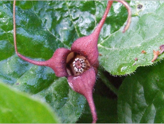 Perennials ~ Asarum caudatum, Native Ginger ~ Dancing Oaks Nursery and Gardens ~ Retail Nursery ~ Mail Order Nursery