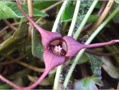 Perennials ~ Asarum caudatum, Native Ginger ~ Dancing Oaks Nursery and Gardens ~ Retail Nursery ~ Mail Order Nursery