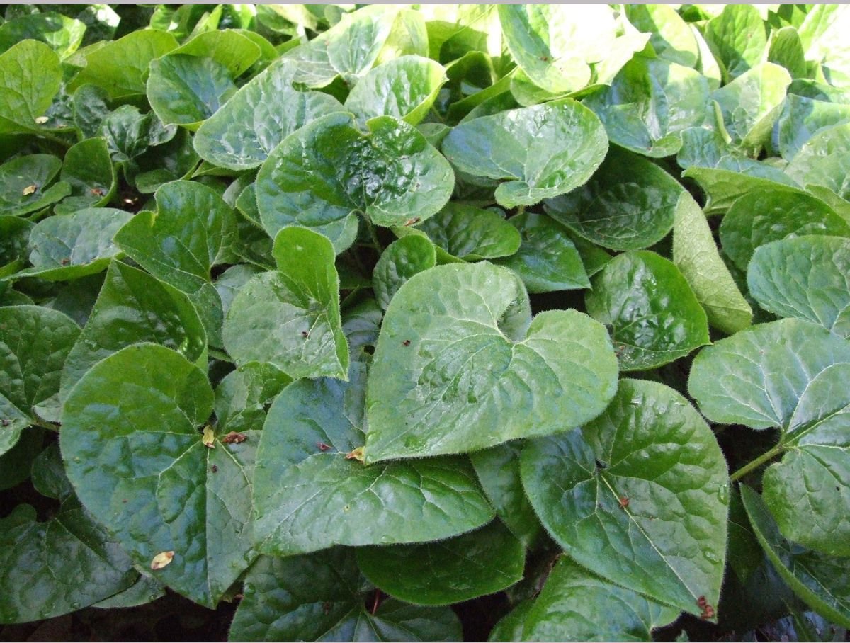Perennials ~ Asarum caudatum, Native Ginger ~ Dancing Oaks Nursery and Gardens ~ Retail Nursery ~ Mail Order Nursery