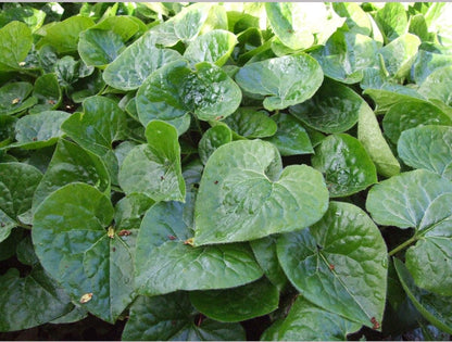 Perennials ~ Asarum caudatum, Native Ginger ~ Dancing Oaks Nursery and Gardens ~ Retail Nursery ~ Mail Order Nursery