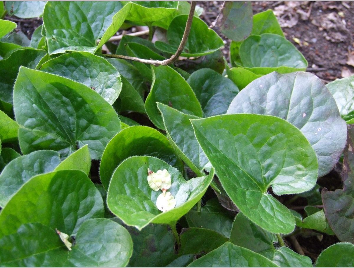 Perennials ~ Asarum caudatum, Native Ginger ~ Dancing Oaks Nursery and Gardens ~ Retail Nursery ~ Mail Order Nursery