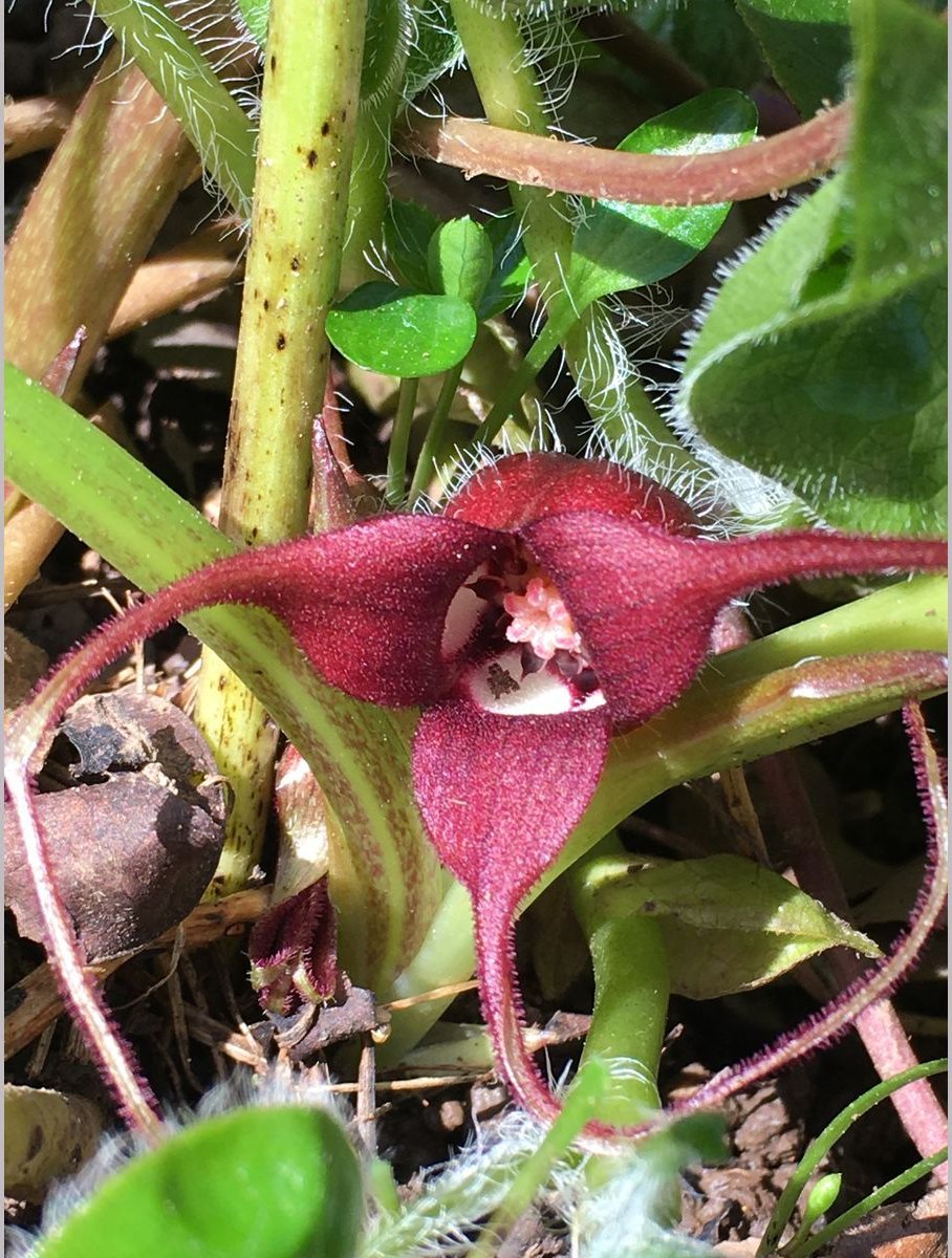 Perennials ~ Asarum caudatum, Native Ginger ~ Dancing Oaks Nursery and Gardens ~ Retail Nursery ~ Mail Order Nursery