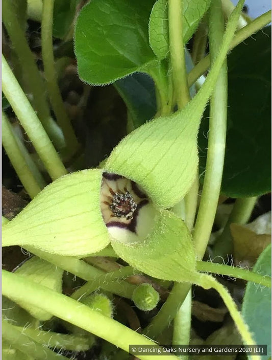 Perennials ~ Asarum caudatum f. album, White-Flowered Native Ginger ~ Dancing Oaks Nursery and Gardens ~ Retail Nursery ~ Mail Order Nursery
