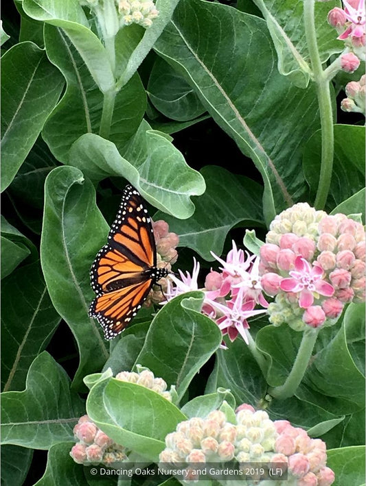 Perennials ~ Asclepias speciosa, Showy Milkweed ~ Dancing Oaks Nursery and Gardens ~ Retail Nursery ~ Mail Order Nursery