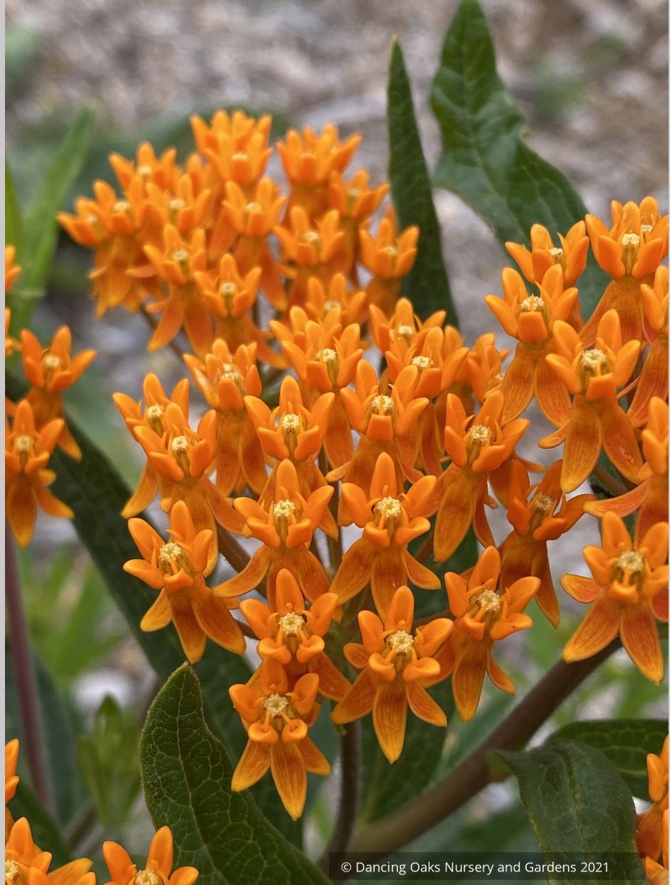Perennials ~ Asclepias tuberosa, Butterfly Milkweed ~ Dancing Oaks Nursery and Gardens ~ Retail Nursery ~ Mail Order Nursery