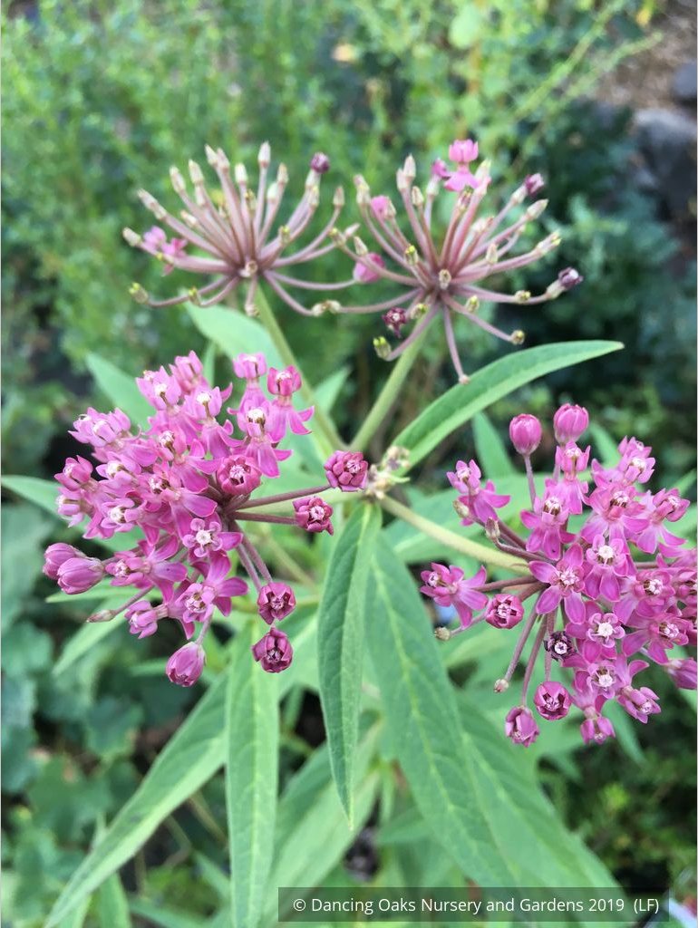Perennials ~ Asclepias incarnata, Swamp Milkweed or Rose Milkweed ~ Dancing Oaks Nursery and Gardens ~ Retail Nursery ~ Mail Order Nursery