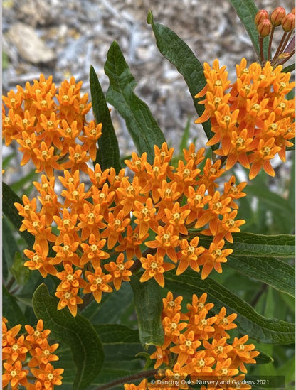 Asclepias tuberosa, Butterfly Milkweed