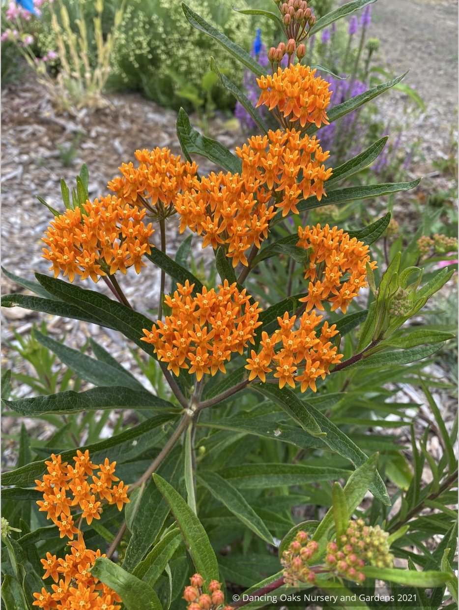 Perennials ~ Asclepias tuberosa, Butterfly Milkweed ~ Dancing Oaks Nursery and Gardens ~ Retail Nursery ~ Mail Order Nursery