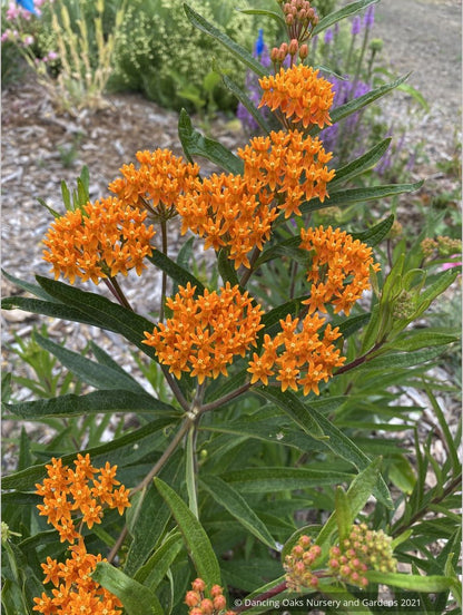 Perennials ~ Asclepias tuberosa, Butterfly Milkweed ~ Dancing Oaks Nursery and Gardens ~ Retail Nursery ~ Mail Order Nursery